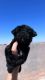 Morkie Puppies for sale in Laveen Village, Phoenix, AZ, USA. price: $1,200