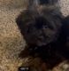 Morkie Puppies for sale in South Fulton, GA, USA. price: $400