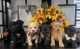 Morkie Puppies for sale in Corona, CA, USA. price: $800