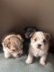 Morkie Puppies for sale in Harrisburg, SD 57032, USA. price: NA
