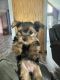 Morkie Puppies for sale in Gurnee, IL, USA. price: NA
