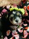 Morkie Puppies for sale in Greenville, TX, USA. price: $1,200