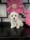 Morkie Puppies for sale in Corona, CA, USA. price: $700