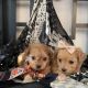 Morkie Puppies for sale in Corona, CA, USA. price: $900