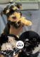 Morkie Puppies for sale in 7600 Barlowe Rd, Hyattsville, MD 20785, USA. price: $1,000
