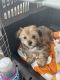 Morkie Puppies for sale in Savannah, GA, USA. price: $300