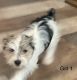 Morkie Puppies for sale in Seadrift, TX 77983, USA. price: $1,000