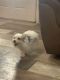 Morkie Puppies for sale in Seadrift, TX 77983, USA. price: $1,000