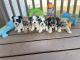 Morkie Puppies for sale in Fort Worth, TX, USA. price: $1,250