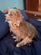 Morkie Puppies for sale in Paris, TX, USA. price: $2,000