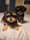 Morkie Puppies for sale in Pueblo West, CO, USA. price: $1,000