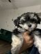 Morkie Puppies for sale in Carrollton, TX, USA. price: $700
