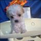 Morkie Puppies for sale in Tempe, AZ, USA. price: $2,050