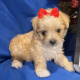 Morkie Puppies for sale in Tempe, AZ, USA. price: $1,850