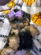 Morkie Puppies for sale in Wickenburg, AZ 85390, USA. price: $700