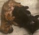 Morkie Puppies for sale in Alberta, VA, USA. price: $50,000