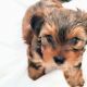 Morkie Puppies for sale in Baltimore County, MD, USA. price: $750
