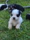 Morkie Puppies for sale in Mt Vernon, OH 43050, USA. price: $1,200