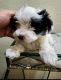 Morkie Puppies for sale in Boise, ID, USA. price: $700