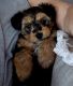 Morkie Puppies for sale in Wake Forest, NC 27587, USA. price: $186,000