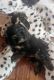 Morkie Puppies for sale in Chicago, IL, USA. price: $1,800
