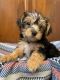 Morkie Puppies for sale in Mobile, AL, USA. price: $700