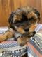 Morkie Puppies for sale in Mobile, AL, USA. price: $750