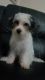 Morkie Puppies for sale in Vernonburg, GA 31406, USA. price: $1,200