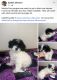 Morkie Puppies for sale in Gurnee, IL, USA. price: $1,800