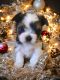 Morkie Puppies for sale in Jacksonville, FL, USA. price: $2,300