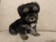Morkie Puppies for sale in The Colony, TX, USA. price: $1,000