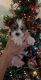Morkie Puppies for sale in Millersburg, OH 44654, USA. price: $800