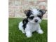 Morkie Puppies for sale in Chicago, Illinois. price: $400