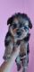 Morkie Puppies for sale in Cleveland Heights, OH, USA. price: $950