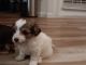 Morkie Puppies for sale in Houston, Texas. price: NA