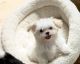 Morkie Puppies for sale in Houston, Texas. price: $500