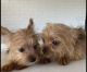 Morkie Puppies for sale in Houston, Texas. price: $600