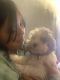 Morkie Puppies for sale in Belleville, New Jersey. price: $650