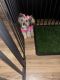 Morkie Puppies for sale in Perth Amboy, New Jersey. price: $400