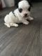 Morkie Puppies for sale in Summerville, SC, USA. price: $2,500