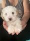 Morkie Puppies for sale in Houston, Texas. price: $200