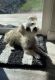 Morkie Puppies for sale in Greeley, Colorado. price: $500