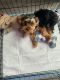 Morkie Puppies for sale in Levittown, Pennsylvania. price: NA