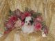 Morkie Puppies for sale in Dallas, TX, USA. price: NA
