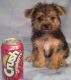 Morkie Puppies for sale in Chandler, AZ, USA. price: NA