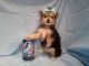 Morkie Puppies for sale in Chandler, AZ, USA. price: NA