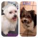 Morkie Puppies for sale in Riverside, CA, USA. price: $775