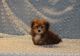 Morkie Puppies for sale in Dallas, TX, USA. price: $600