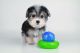 Morkie Puppies for sale in Austin, TX, USA. price: NA