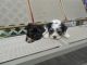 Morkie Puppies for sale in Baltimore, MD, USA. price: $500